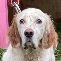 NUKI, chien à adopter