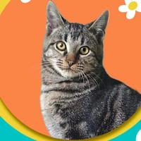 AUSTIN, chat à adopter