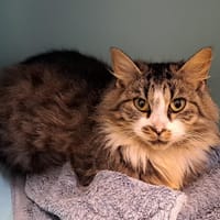 ARWEN, chatte à adopter