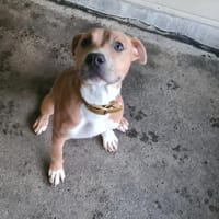 BIDOU, chien à adopter