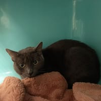 JESSY C, chat à adopter