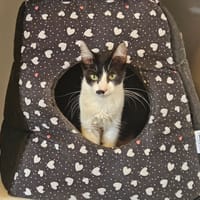 NARCISSA, chatte à adopter