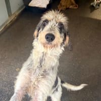 Bigs, chien à adopter