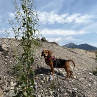 OLGA       CNNE, chienne à adopter