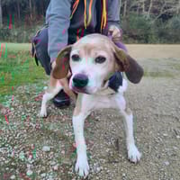 Eliot, chien à adopter