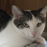 VITAA, chatte à adopter