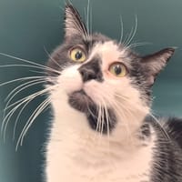 Minou, chat à adopter