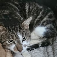 MIRZA, chat à adopter