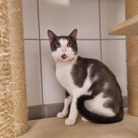 YOSHI, chat à adopter