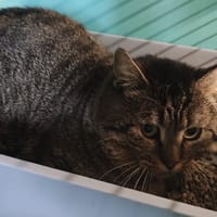 PATATE, chat à adopter