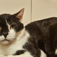 OLAF, chat à adopter