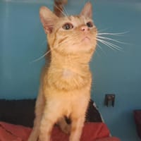 FRODON, chat à adopter