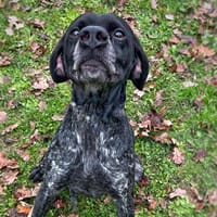 Picsou CAA14398, chien à adopter