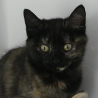 GIMLY, chatte à adopter