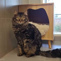 Ravage réservé, chat à adopter