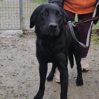 vasko, chien à adopter