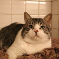 ARGOS HAB17444, chat à adopter