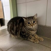 HIZA, chatte à adopter