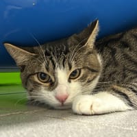 BALLOU, chat à adopter