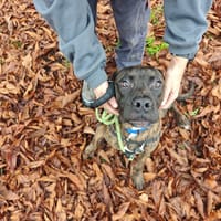 PISSOU, chien à adopter