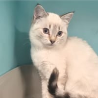 Cassi, chatte à adopter