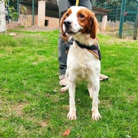 Roy, chien à adopter