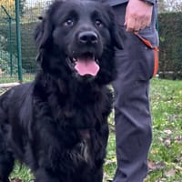 ZIG, chien à adopter