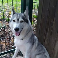 naya, chienne à adopter