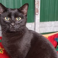 HOUDINI (réservé), chat à adopter