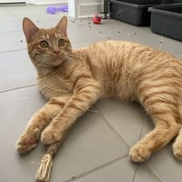 LABELO (En cours d'adoption), chat à adopter