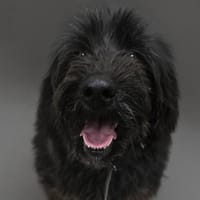 RUMBA, chienne à adopter