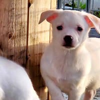 MIEL, chien à adopter