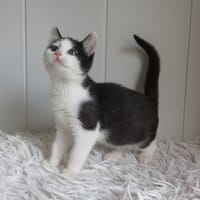 Afilaria, chatte à adopter