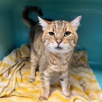 CUPIDON, chat à adopter