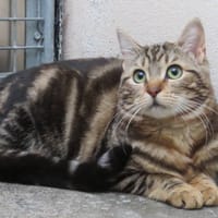 ZEBRA, chatte à adopter