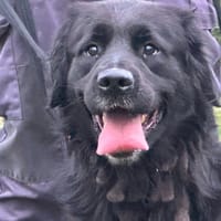 ZAG, chien à adopter