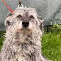 TOTEM, chien à adopter