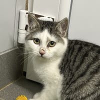 ARTHUR, chat à adopter