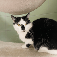 FELIX, chat à adopter