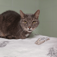 MISTIGRI, chat à adopter