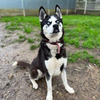 OZKO, chien à adopter