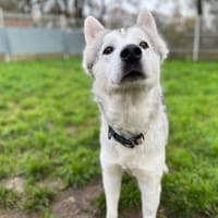 D'jimbo, chien à adopter