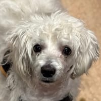 YOUKI, chien à adopter