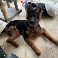 Ayka, chienne à adopter