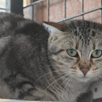 NOUGATINE, chatte à adopter