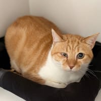 CHAT'GATH, chat à adopter