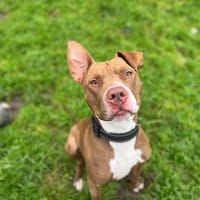 VEGA, chien à adopter