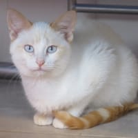 Zolet, chat à adopter