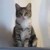 Adora, chatte à adopter