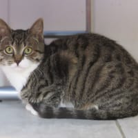 Yua, chatte à adopter